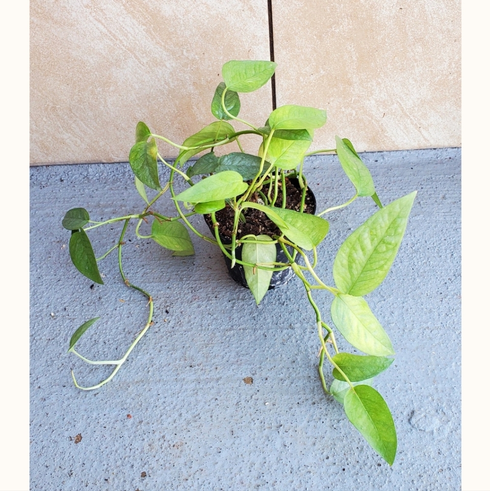 Cebu Blue Pothos 3" pot
